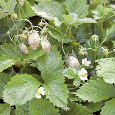 White Solemacher, Strawberry Seeds - Packet image number null